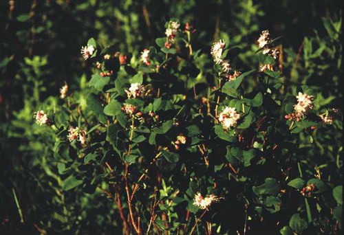 Symphoricarpos occidentalis - western snowberry, buckbrush