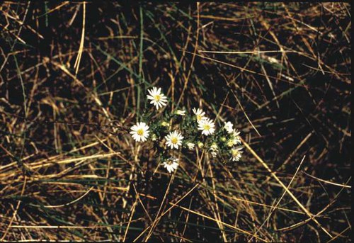 Symphyotrichum ericoides - white aster, heath aster