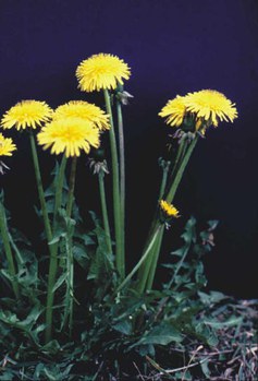 Taraxacum officinale - common dandelion