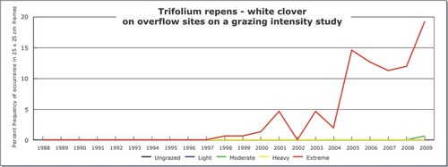 Trifolium repens - white clover