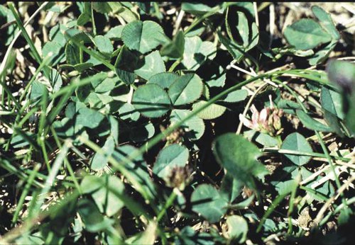 Trifolium repens - white clover