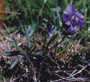 Viola pedatifida - larkspur violet