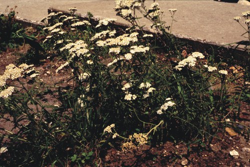 Achillea millefolium - western yarrow