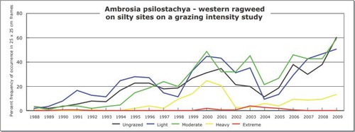 Ambrosia psilostachya - western ragweed