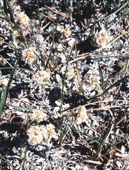 Antennaria neglecta - field pussy-toes