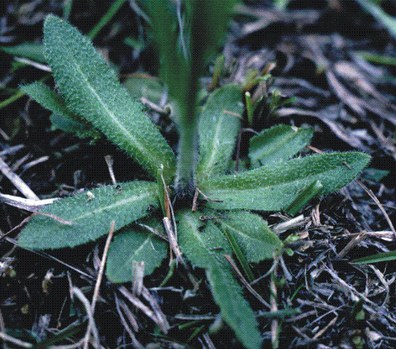 Arabis hirsuta v. pycnocarpa - rock cress