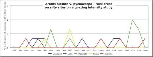 Arabis hirsuta v. pycnocarpa - rock cress