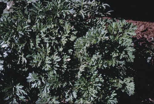 Artemisia absinthium - wormwood