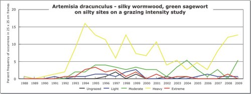 Artemisia dracunculus - silky wormwood, green sagewort