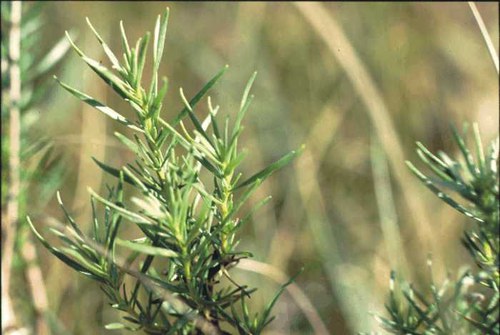 Artemisia dracunculus - silky wormwood, green sagewort