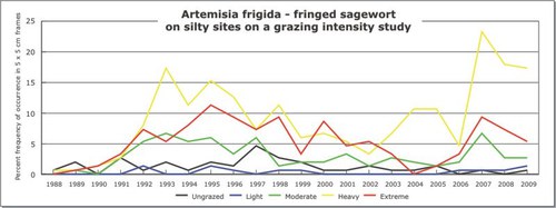 Artemisia frigida - fringed sagewort