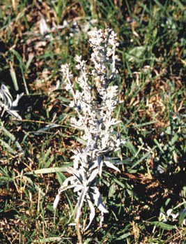 Artemisia ludoviciana - white sage, cudweed sagewort
