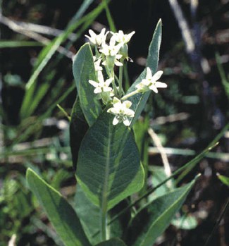 Asclepias ovalifolia - ovalleaf milkweed