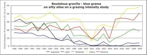 Bouteloua gracilis - blue grama