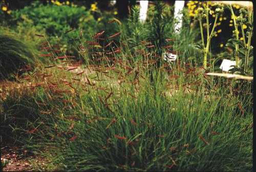 Bouteloua gracilis - blue grama
