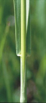 Bromus inermis - smooth brome