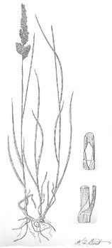 Calamagrostis montanesis - plains reedgrass
