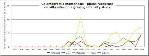 Calamagrostis montanesis - plains reedgrass
