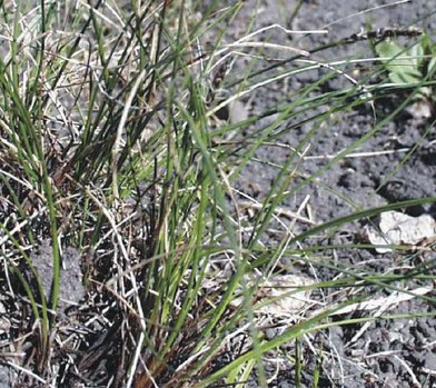 Carex filifolia - thread-leaved sedge