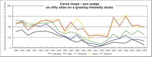 Carex inops - sun sedge