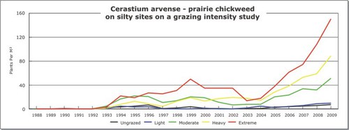 Cerastium arvense - prairie chickweed