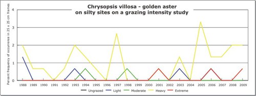 Chrysopsis villosa - golden aster