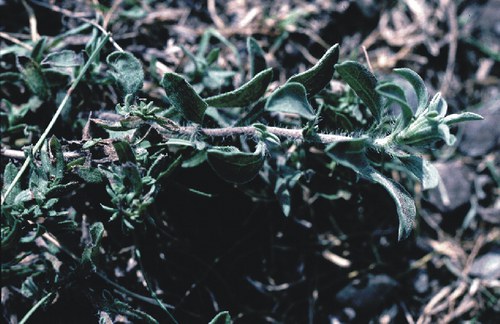 Chrysopsis villosa - golden aster