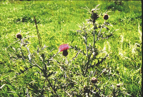 Cirsium flodmanii - Flodman's thistle