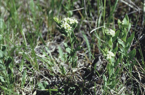 Comandra umbellata - comandra, bastard toadflax