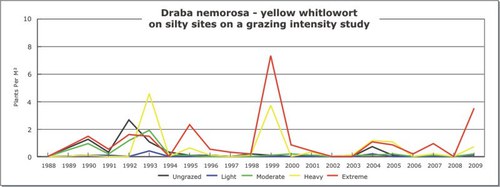Draba nemorosa - yellow whitlowort