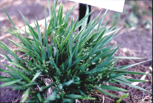 Dichanthelium wilcoxianum - Wilcox dichanthelium