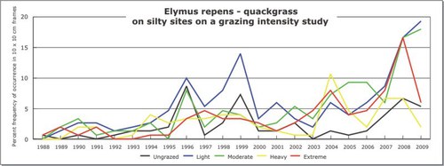Elymus repens - quackgrass