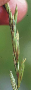 Elymus repens - quackgrass