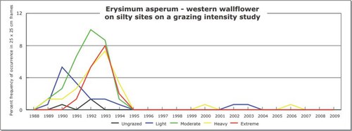 Erysimum asperum - western wallflower