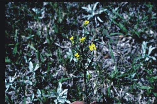 Erysimum inconspicuum - smallflower wallflower