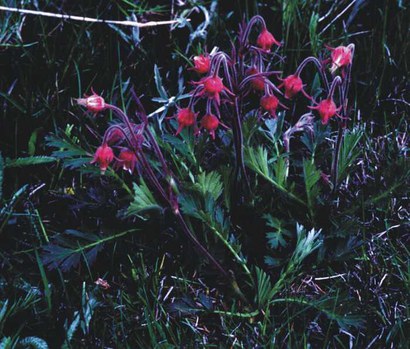Geum triflorum - torch flower, prairie smoke