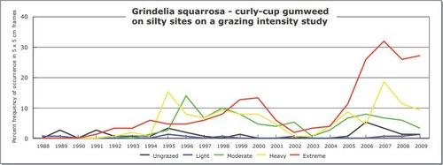 Grindelia squarrosa - curly-cup gumweed
