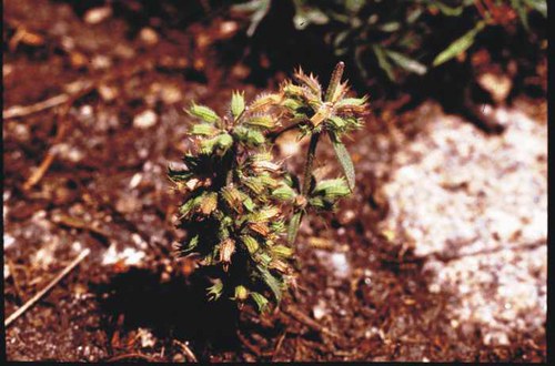 Hedeoma hispidum - rough false pennyroyal