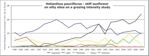 Helianthus pauciflorus - stiff sunflower