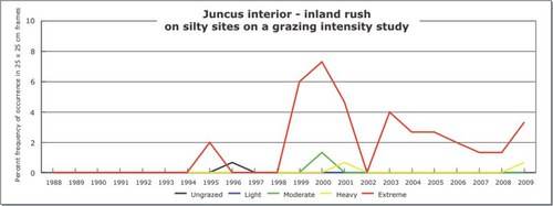 Juncus interior - inland rush