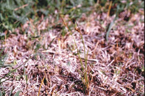 Juncus interior - inland rush