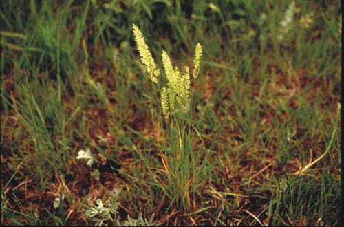 Koeleria macrantha - Junegrass