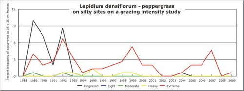 Lepidium densiflorum - peppergrass