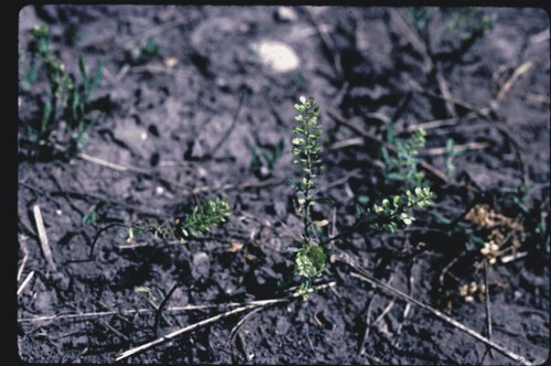 Lepidium densiflorum - peppergrass