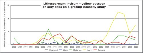 Lithospermum incisum - yellow puccoon