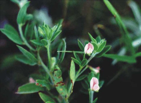 Lotus purshianus - deer vetch