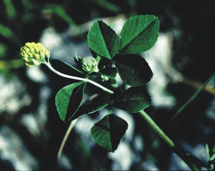 Medicago lupulina - black medic