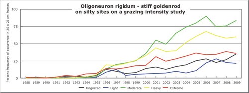 Oligoneuron rigidum - stiff goldenrod