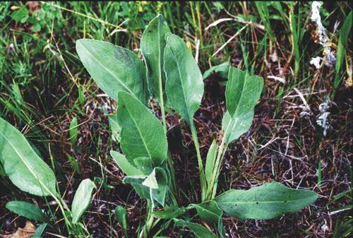 Oligoneuron rigidum - stiff goldenrod