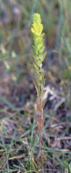 Orthocarpus luteus - owl clover